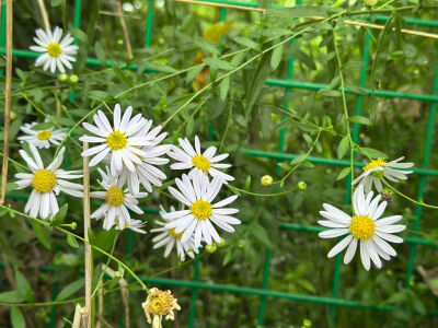 
前往法螺寺途中，各种见过和没见过的植物，物种特别丰富，喜欢研究绿植的可以走这条线路哦