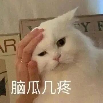 猫猫表情包