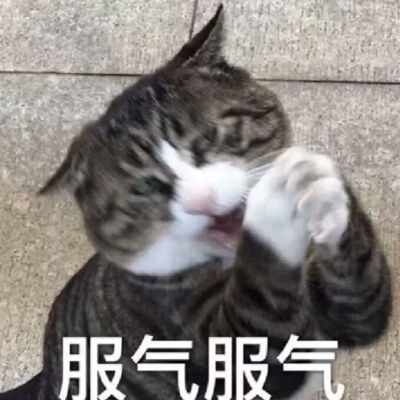 猫猫表情包