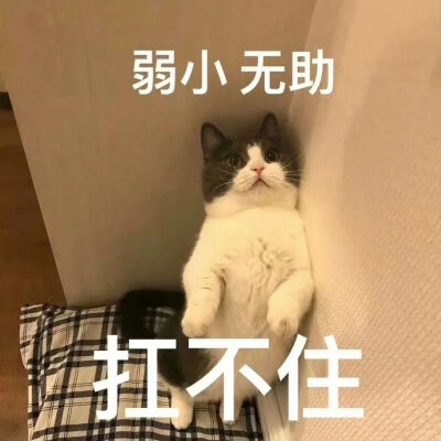 猫猫表情包