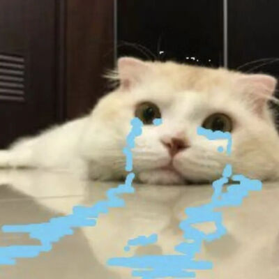 猫猫表情包