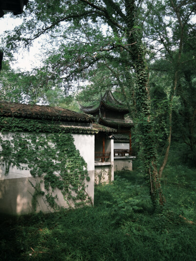 庭院