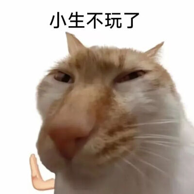 猫猫表情包
