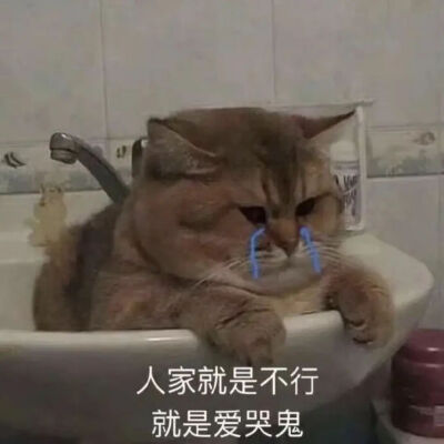 猫猫表情包