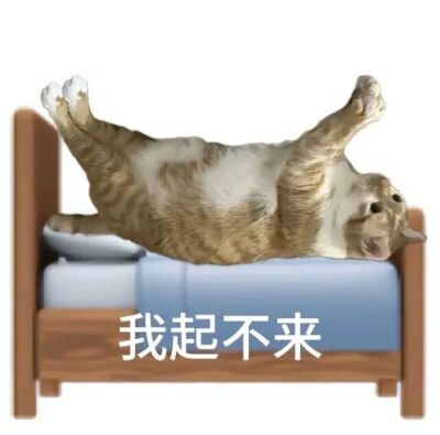 猫猫表情包