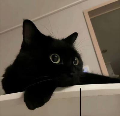 猫猫头像