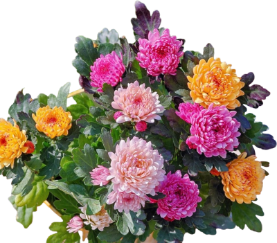 花