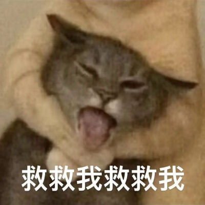 猫猫表情包