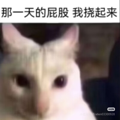 猫猫表情包