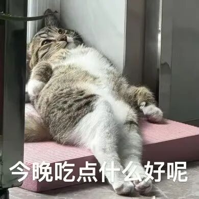 猫猫表情包