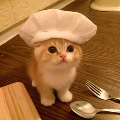 猫猫表情包
