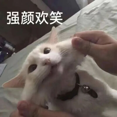 猫猫表情包