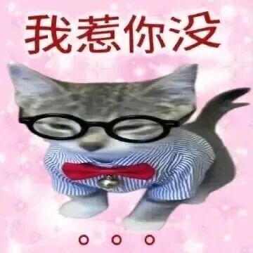 猫猫表情包
