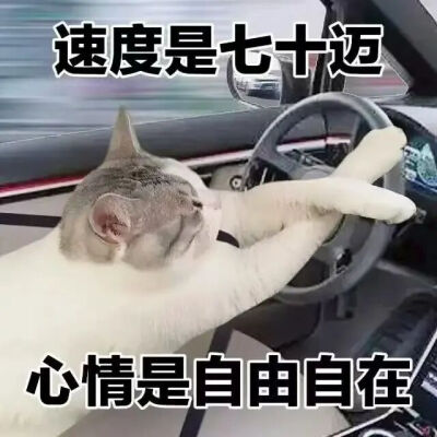 猫猫表情包