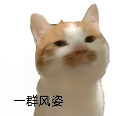 猫猫表情包