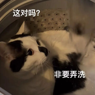 猫猫表情包
