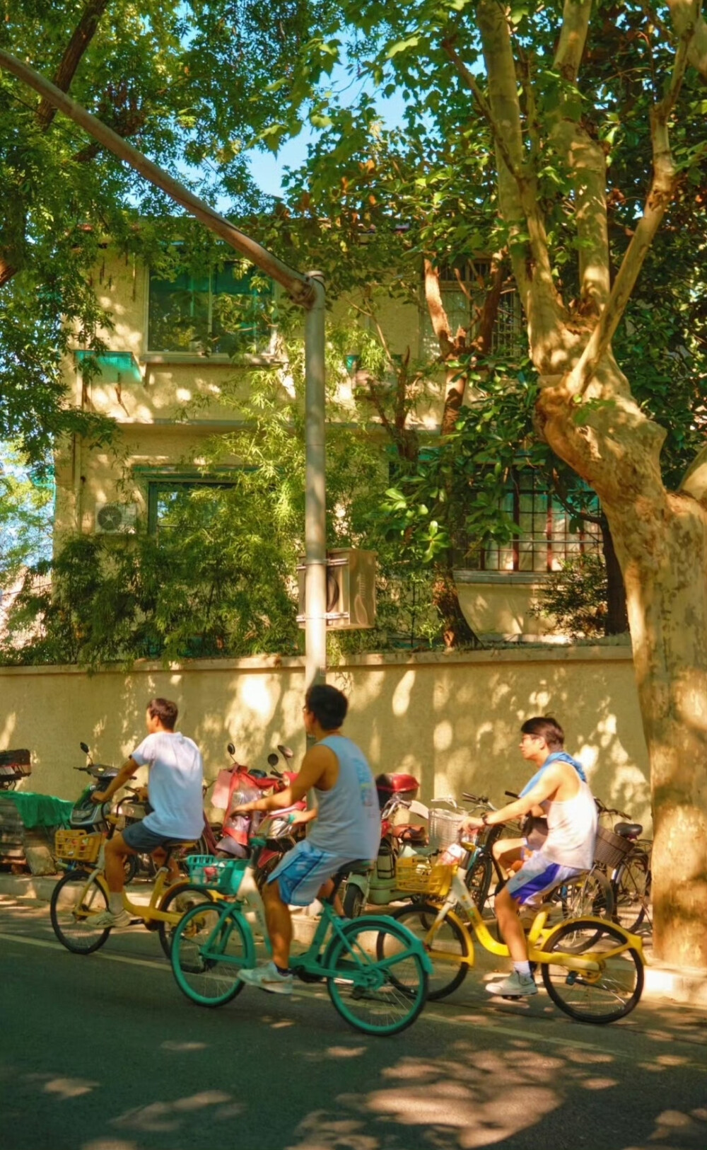  树影斑驳，阳光正好 … 