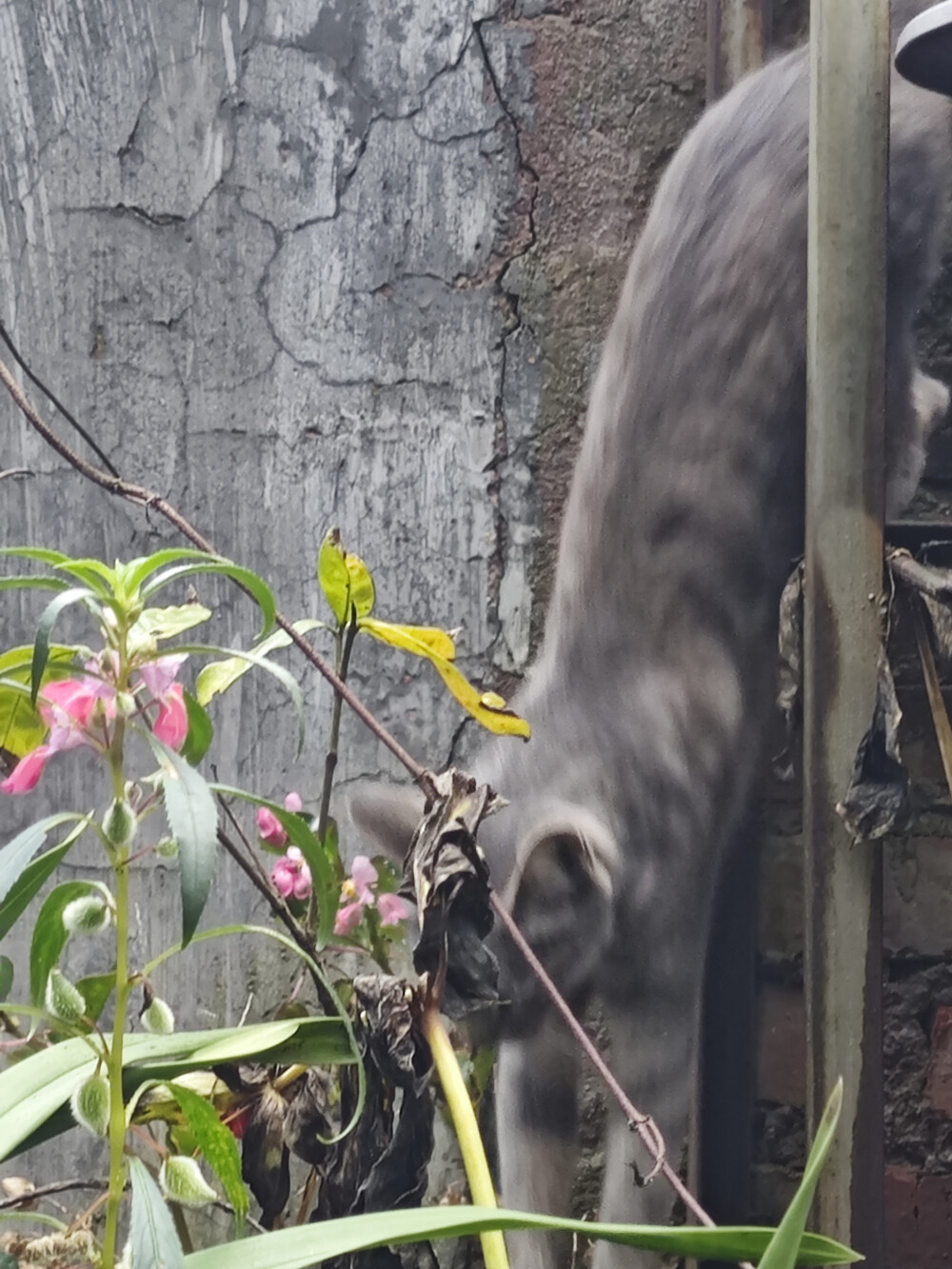 2025/10/10 真猫条