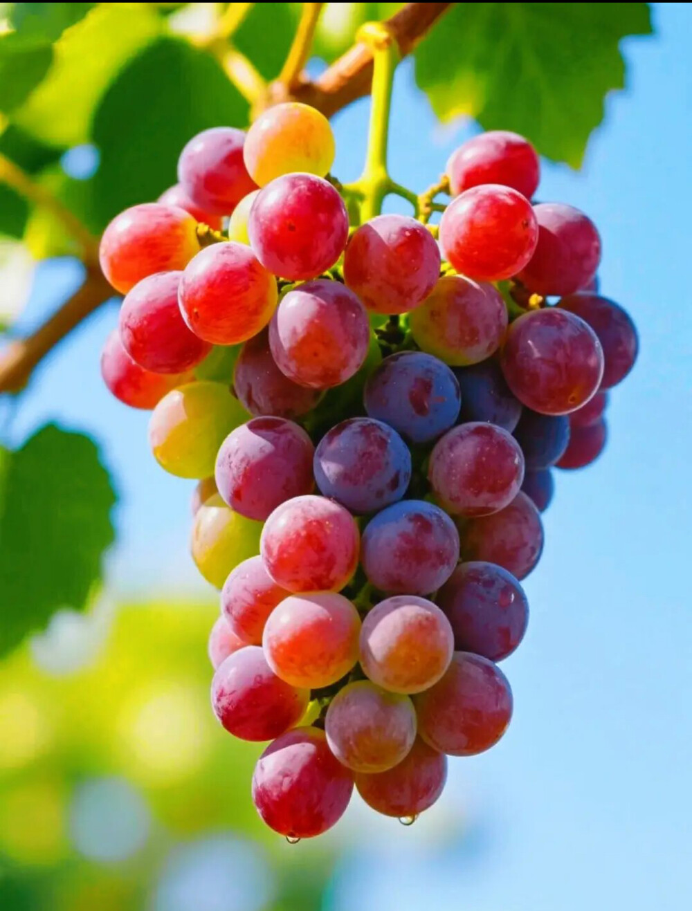 走进葡萄园就被治愈了，阳光穿过叶隙洒在紫莹莹的串儿上，连风都带着成熟的果香。