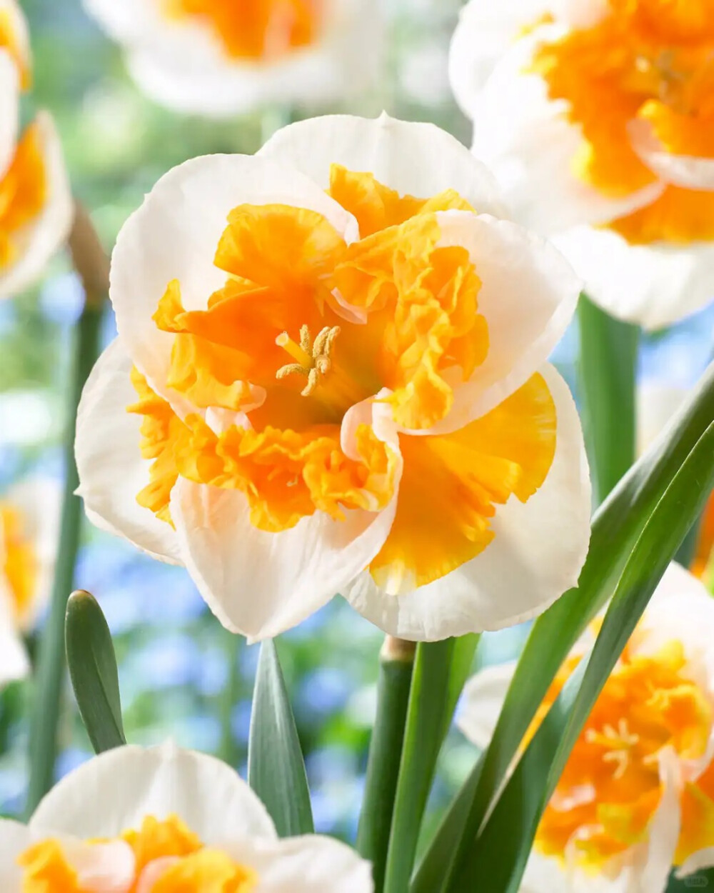 洋水仙-爱的呼唤