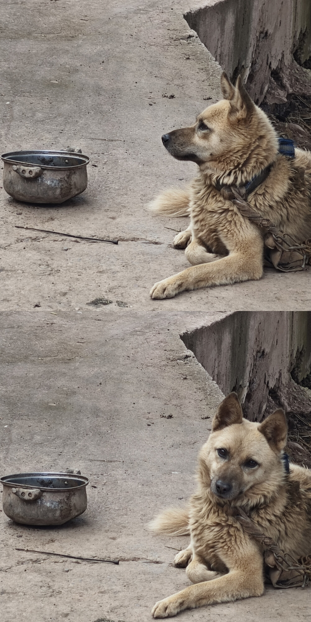 2025/10/10 帅气狗子