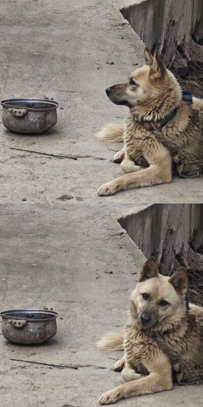 2025/10/10 帅气狗子