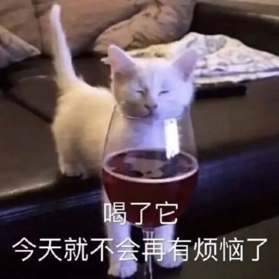 猫猫表情包