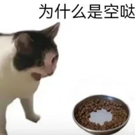 猫猫表情包