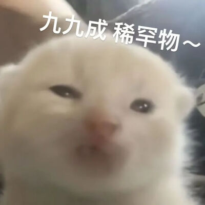 猫猫表情包
