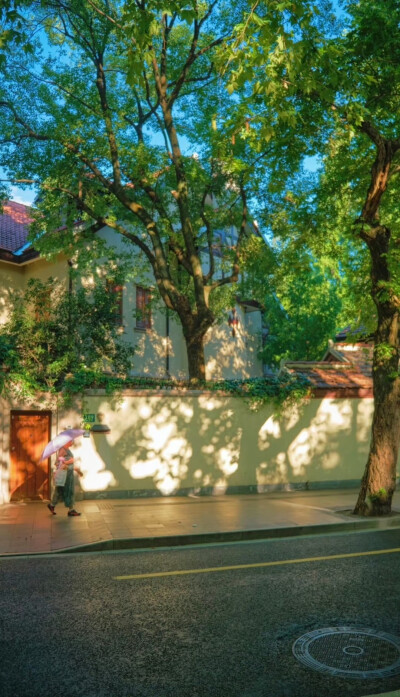  树影斑驳，阳光正好 … 