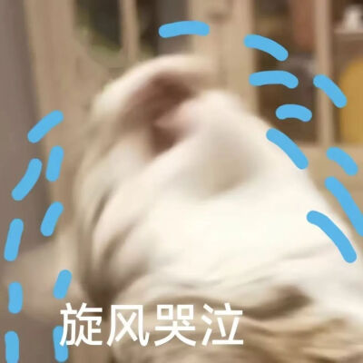 猫猫表情包
