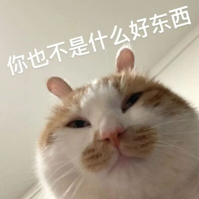 猫猫表情包