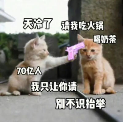 猫猫表情包