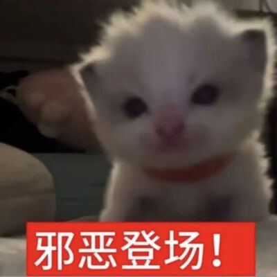 猫猫表情包