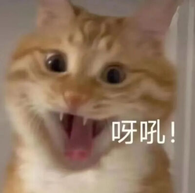 猫猫表情包