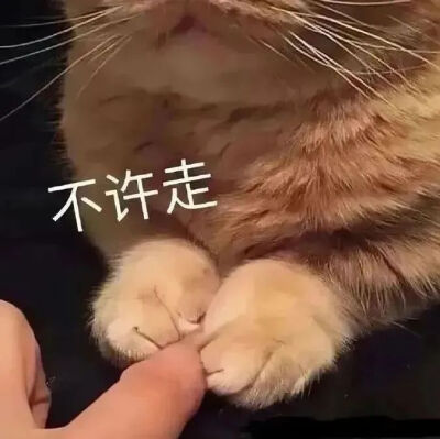 猫猫表情包