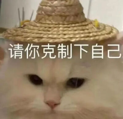 猫猫表情包