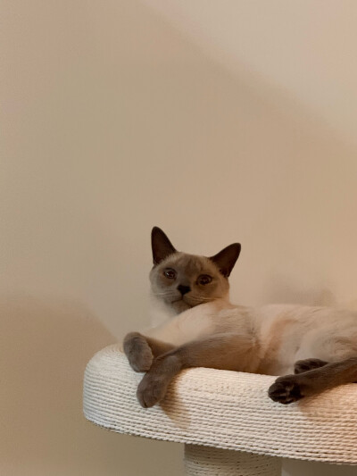 猫猫狗狗