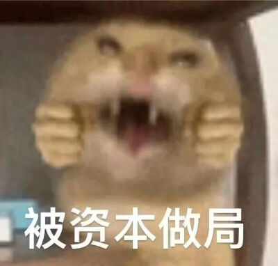猫猫表情包