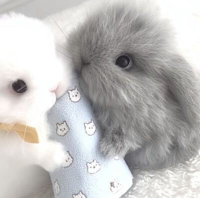 ₍˄·͈༝·͈˄*₎◞ ̑̑