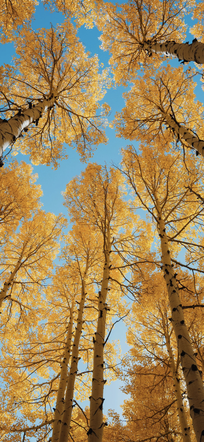 秋
图片来自网络，侵删
