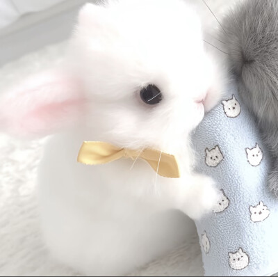 ₍˄·͈༝·͈˄*₎◞ ̑̑