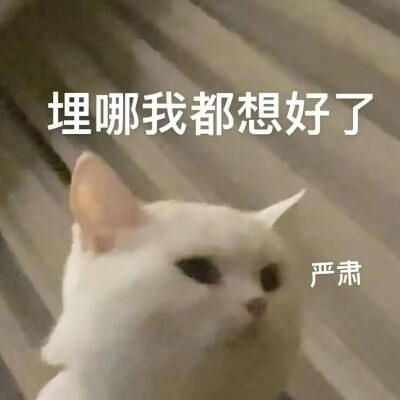 猫猫表情包