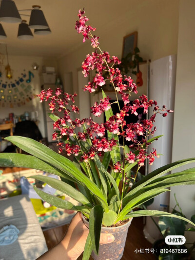 泰国香水文心兰