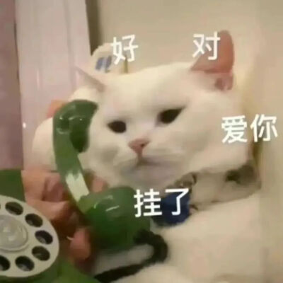 猫猫表情包