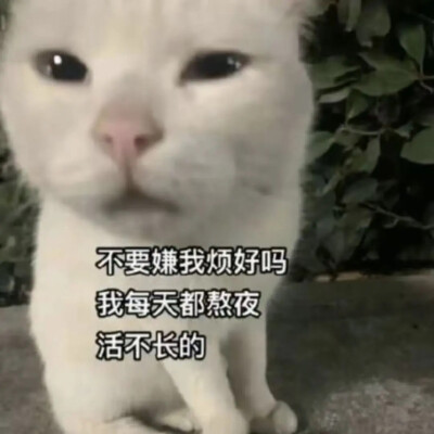 猫猫表情包