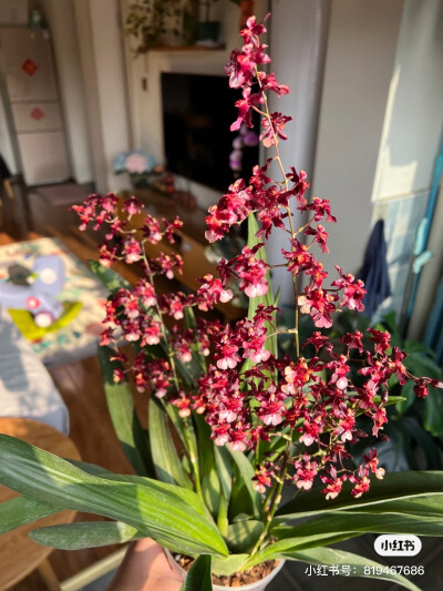 泰国香水文心兰