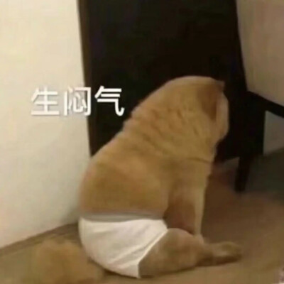 猫猫表情包