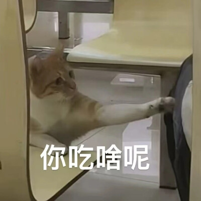 猫猫表情包