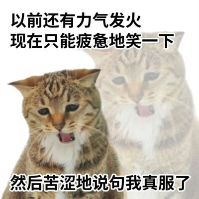 猫猫表情包